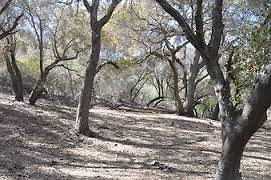 kgr; enchanted forest