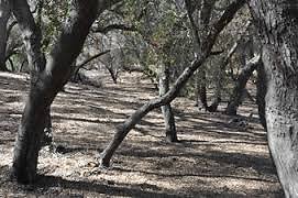 KGR; Enchanted Forest