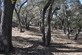 KGR; Enchanted Forest #3