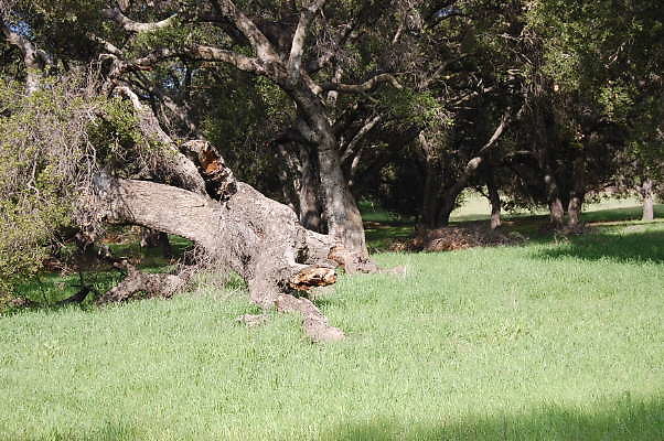 Ventura Farms.Trees.Graveyard