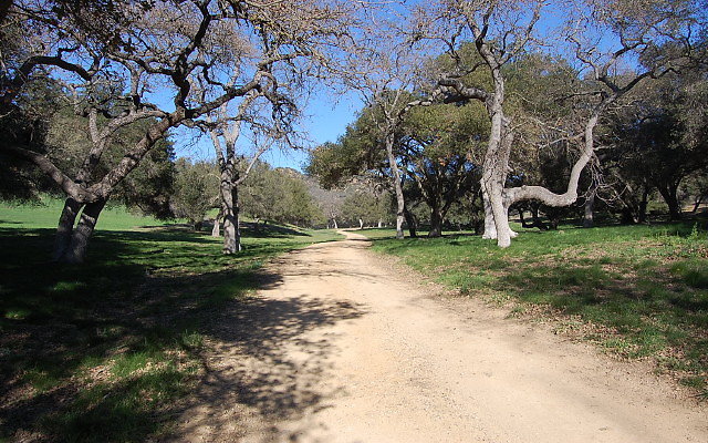 DSC 0135a