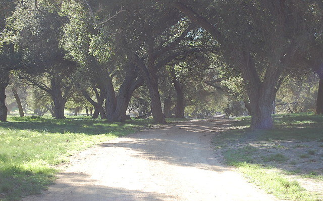 DSC 0130