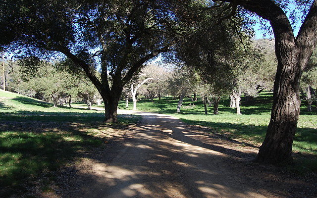 DSC 0125
