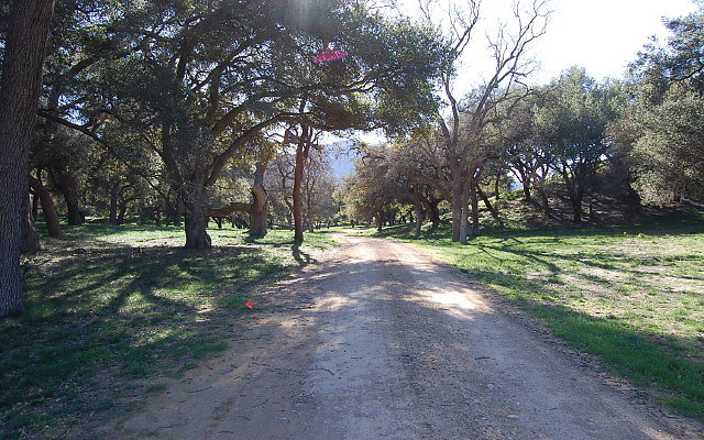 DSC 0137