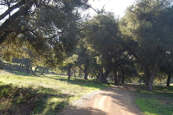 DSC 0954