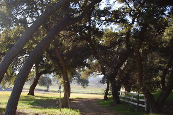 DSC 0958