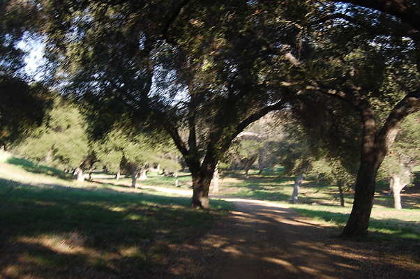 DSC 0962