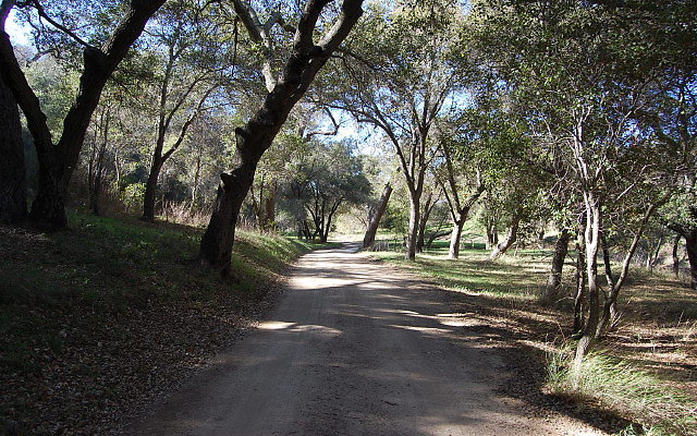 DSC 0052
