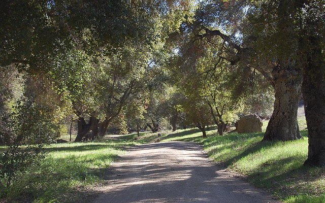 DSC 0081