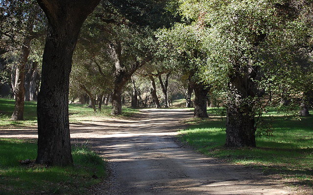 DSC 0062