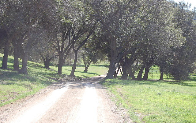 DSC 0010