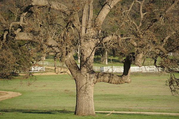 Road To Thorton Ranch.09