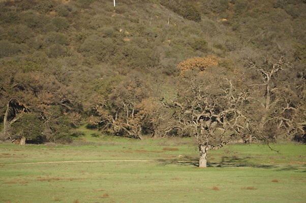 Road To Thorton Ranch.07