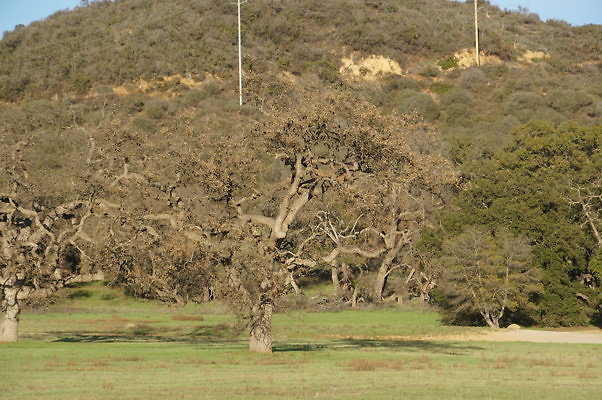 Road To Thorton Ranch.21