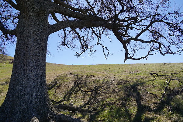 MCRA.Joglin.Ranch.97