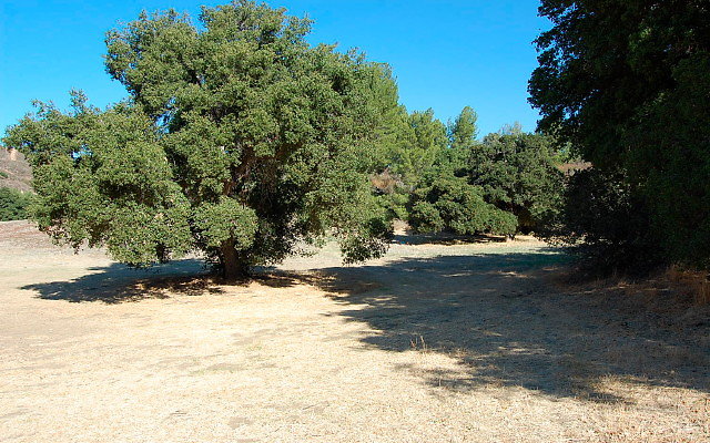 DSC 0020