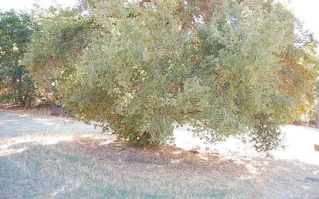 DSC 0012
