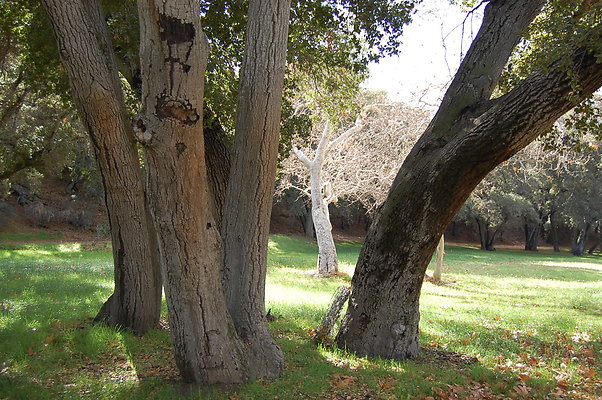 DSC 0117