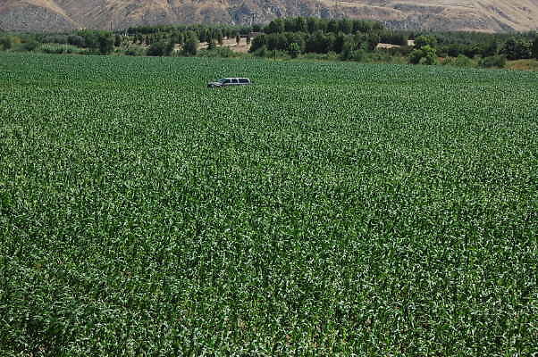DSC 0129
