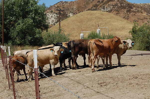 Cattle.Newhall Land