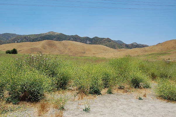 DSC 0012