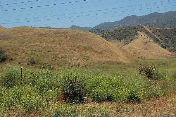 DSC 0007