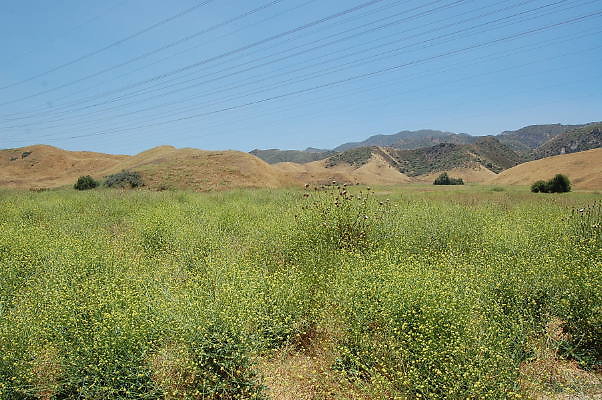 DSC 0011