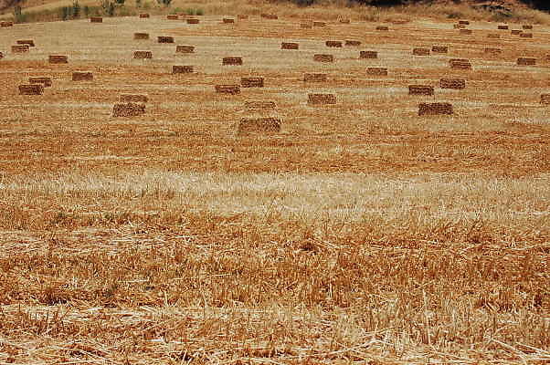 Newhall Land.Hay Bales
