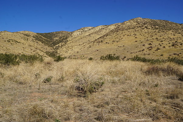 Firestone.Ranch.FIeld.79