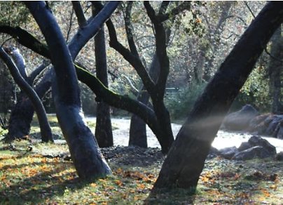 Canyon.Ranch.Trees.Grass.Forest14