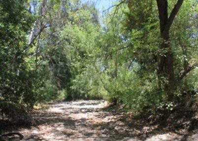 Canyon.Ranch.Trees.Grass.Forest07