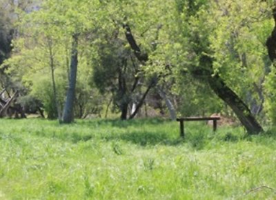 Canyon.Ranch.Trees.Grass.Forest24