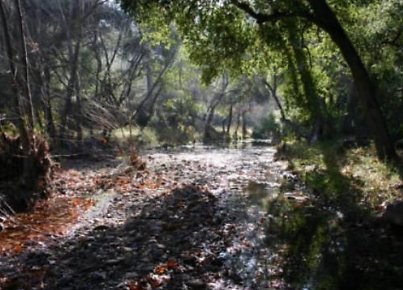 Canyon.Ranch.Creek11