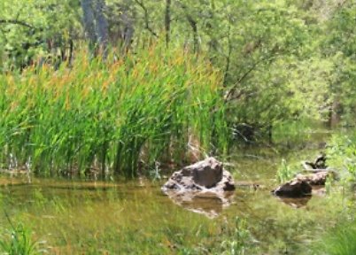 Canyon.Ranch.Creek18