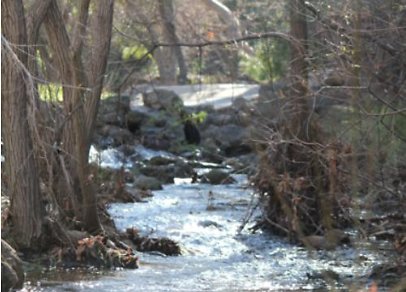 Canyon.Ranch.Creek02