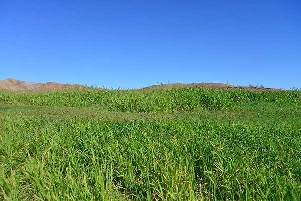 Newhall Land Potrero Mesa:Sudan Grass:Most is Cut They will cut soon