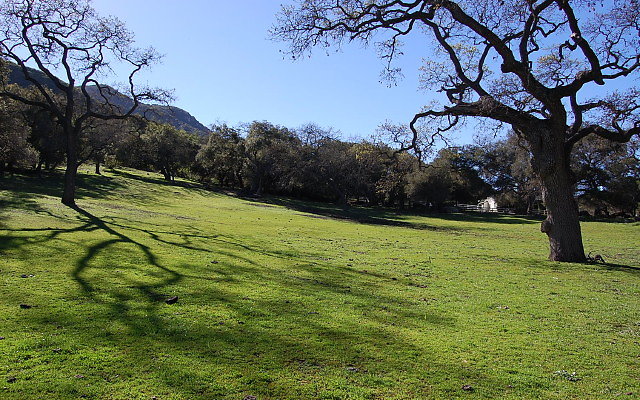 JMJ Pasture East of Guest House