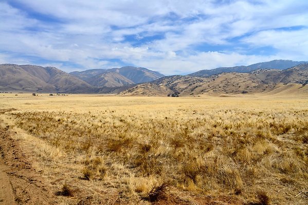 Tejon Grapevine Campo Bonito Two Track North Tejon Grapevine Campo Bonito Two Track North