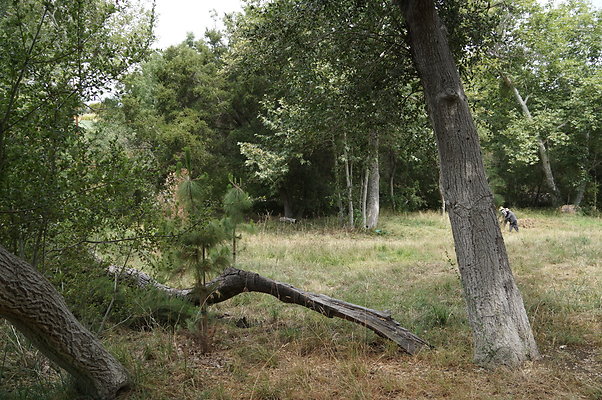 Canyon Ranch Green Meadow