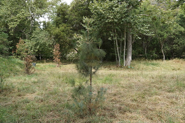 Canyon.Ranch.Green.Meadow.04