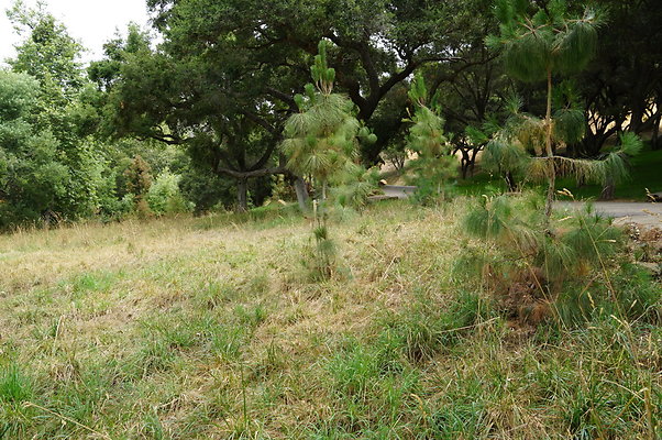 Canyon.Ranch.Green.Meadow.06