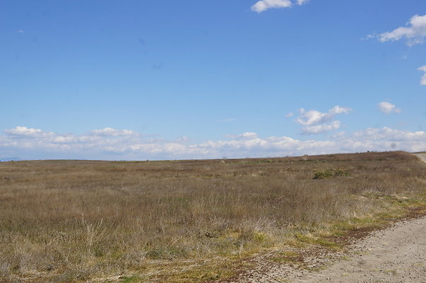 MCRA.UV..Road.By.Tree.12