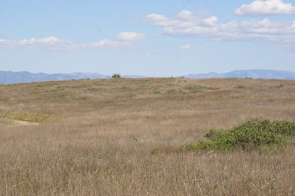 MCRA.UV..Road.By.Tree.13