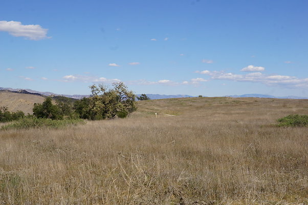 MCRA.UV..Road.By.Tree.04