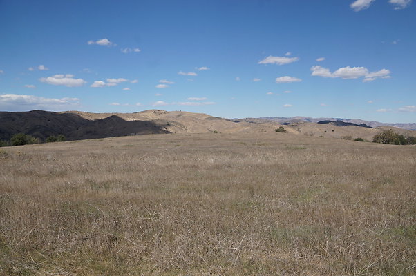 MCRA.UV..Road.By.Tree.20