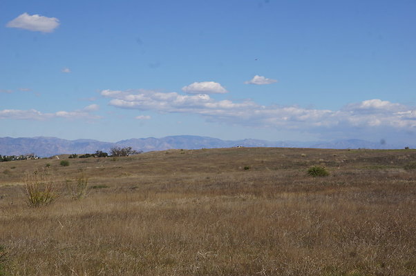 MCRA.UV..Road.By.Tree.27