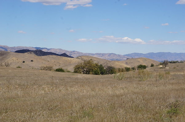 MCRA.UV..Road.By.Tree.26