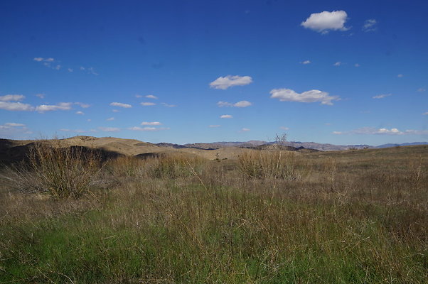 MCRA.UV..Road.By.Tree.36