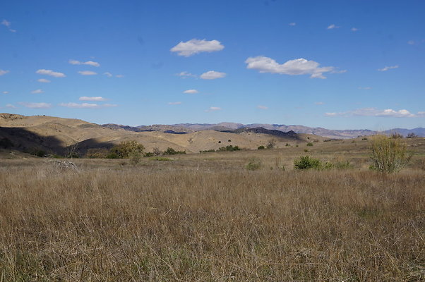 MCRA.UV..Road.By.Tree.34