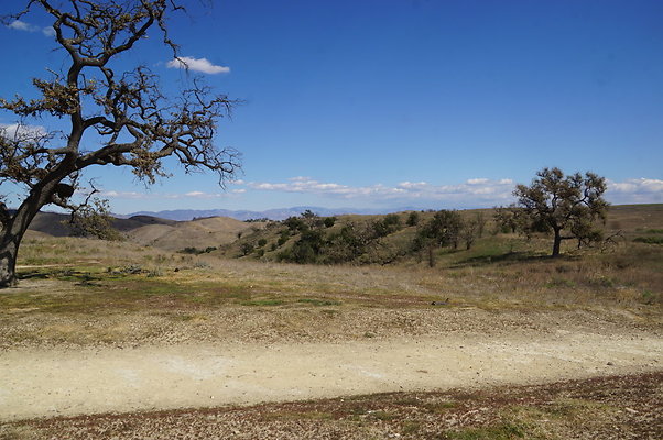 MCRA.UV.Money.Tree.08 MCRA.UV.Money.Tree.08